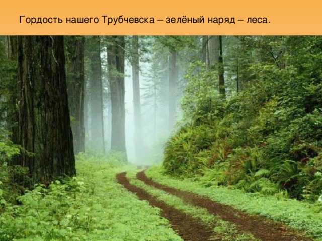 Гордость нашего Трубчевска – зелёный наряд – леса. 