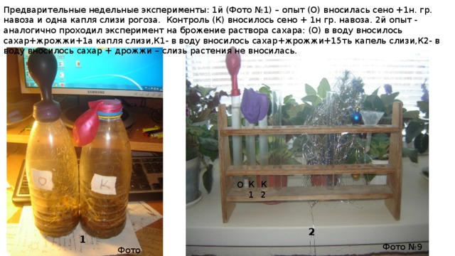 Предварительные недельные эксперименты: 1й (Фото №1) – опыт (О) вносилась сено +1н. гр. навоза и одна капля слизи рогоза. Контроль (К) вносилось сено + 1н гр. навоза. 2й опыт - аналогично проходил эксперимент на брожение раствора сахара: (О) в воду вносилось сахар+жрожжи+1а капля слизи,К1- в воду вносилось сахар+жрожжи+15ть капель слизи,К2- в воду вносилось сахар + дрожжи – слизь растения не вносилась. К1 К2 О 2 1 Фото №9 Фото №8 