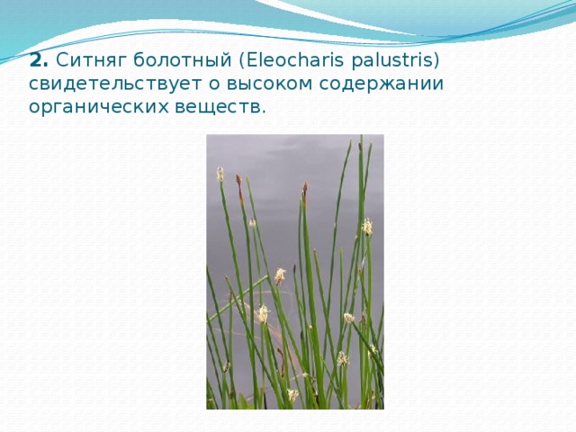 Курсовая работа по теме Водні витяги із лікарської рослинної сировини. Настої і відвари. Засоби малої механізації в процесі приготування настоїв і відварів в аптеках