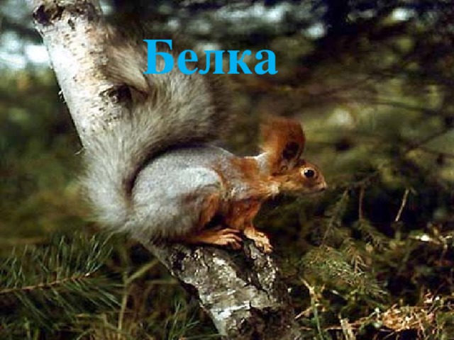 Белка 