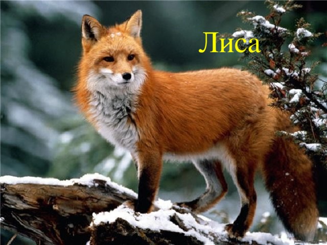 Лиса 