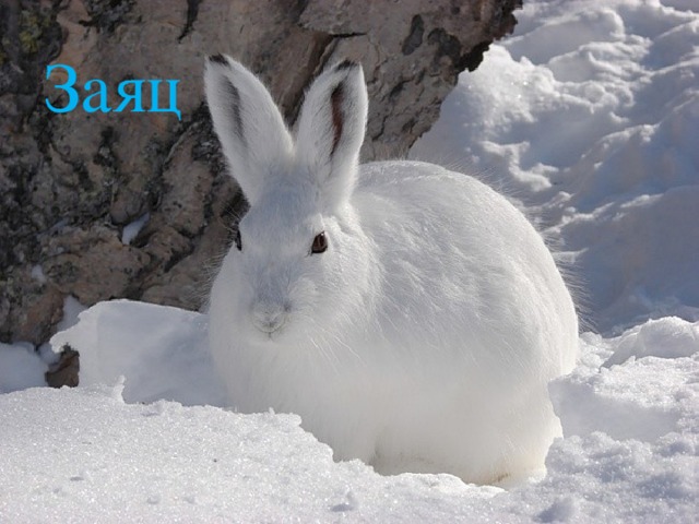 Заяц 