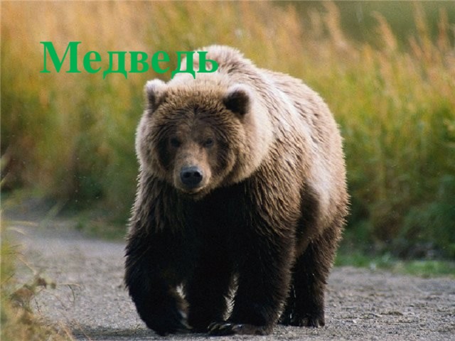 Медведь 