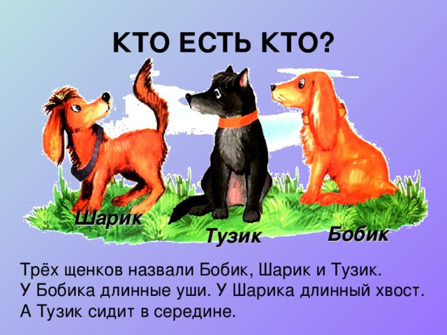 КТО ЕСТЬ КТО? Шарик Бобик Тузик Трёх щенков назвали Бобик, Шарик и Тузик. У Бобика длинные уши. У Шарика длинный хвост. А Тузик сидит в середине.