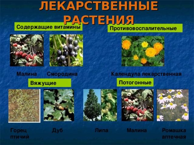 Проект лекарственные растения 4 класс