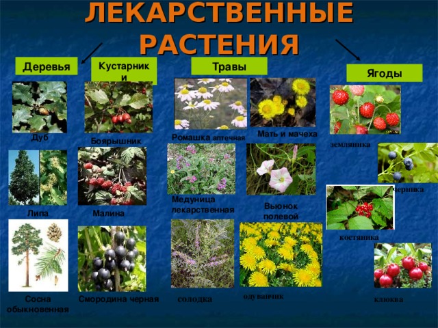 Карта лекарственных растений