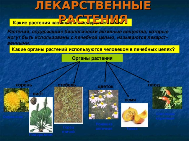 Какие части растения использует человек