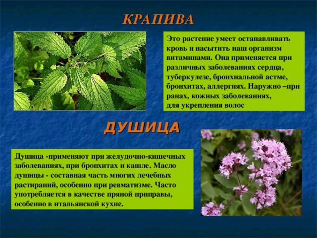 Лекарственные растения татарстана проект