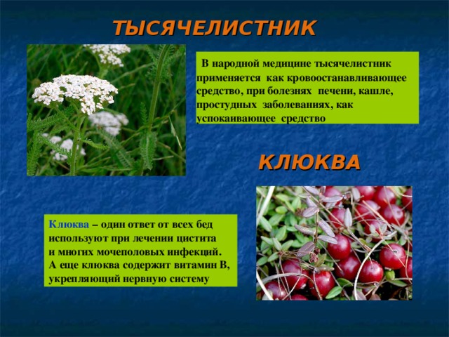 Проект лекарственные растения 3 класс
