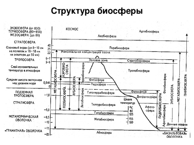 Укажите состав биосферы