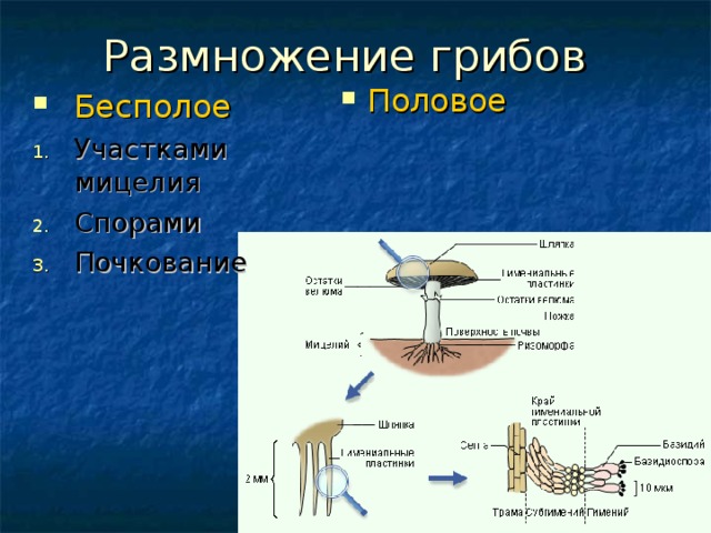 Половое Бесполое Участками мицелия Спорами Почкование 