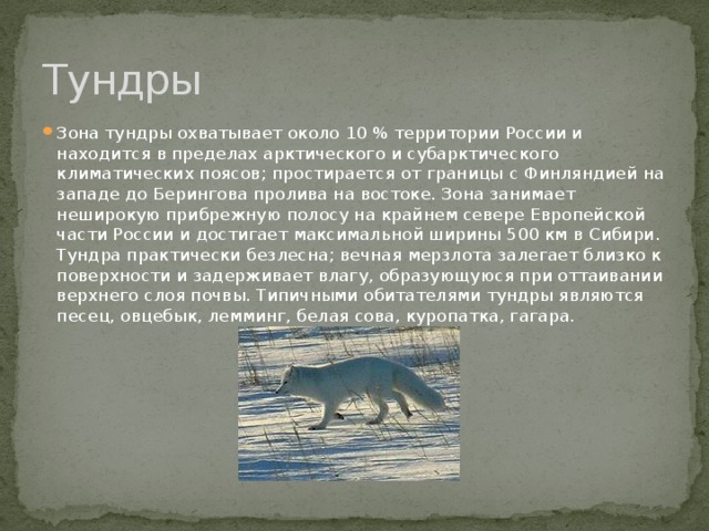 Тундры Зона тундры охватывает около 10 % территории России и находится в пределах арктического и субарктического климатических поясов; простирается от границы с Финляндией на западе до Берингова пролива на востоке. Зона занимает неширокую прибрежную полосу на крайнем севере Европейской части России и достигает максимальной ширины 500 км в Сибири. Тундра практически безлесна; вечная мерзлота залегает близко к поверхности и задерживает влагу, образующуюся при оттаивании верхнего слоя почвы. Типичными обитателями тундры являются песец, овцебык, лемминг, белая сова, куропатка, гагара. 