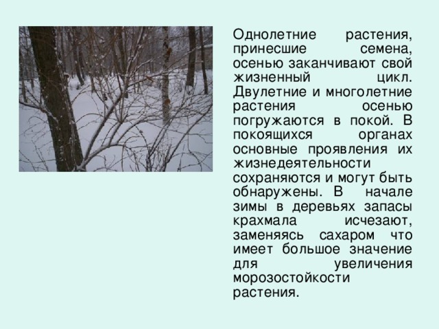  Однолетние растения, принесшие семена, осенью заканчивают свой жизненный цикл. Двулетние и многолетние растения осенью погружаются в покой. В покоящихся органах основные проявления их жизнедеятельности сохраняются и могут быть обнаружены. В начале зимы в деревьях запасы крахмала исчезают, заменяясь сахаром что имеет большое значение для увеличения морозостойкости растения. 