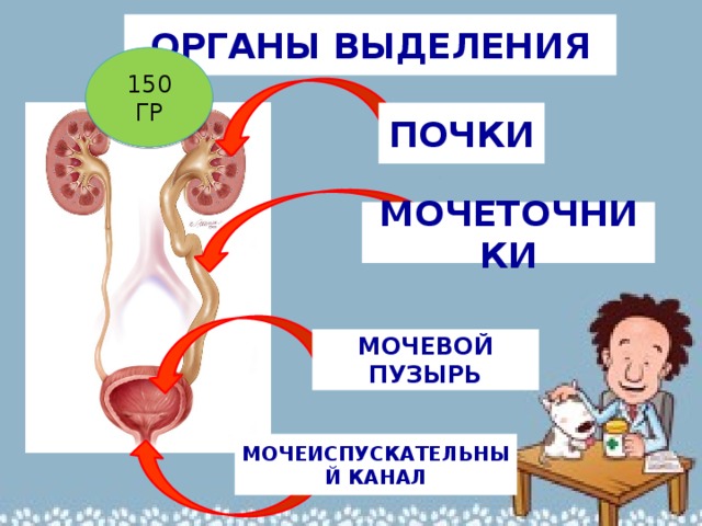 Выделительная система впр 8 класс. Гигиена органов выделения. Выделение 8 класс биология. Выделительная система Тритона. Саламандра органы выделения почки