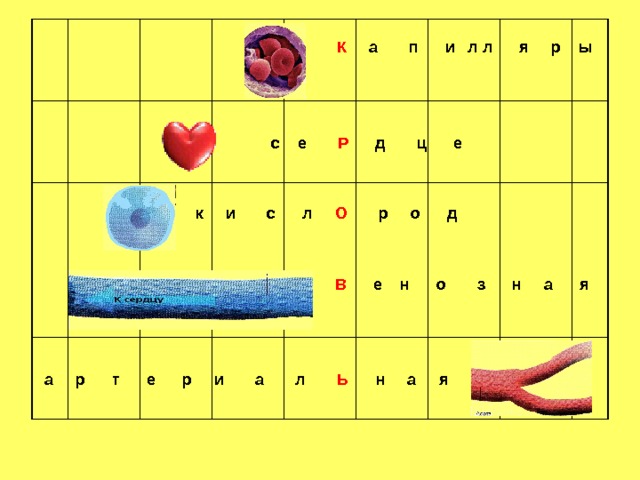 К а п и л л я р ы                                                                                                                                                                                                                                                                                                                                                                                                                                                                                                                                                       с е Р д ц е к и с л О р о д В е н о з н а я а р т е р и а л Ь н а я 