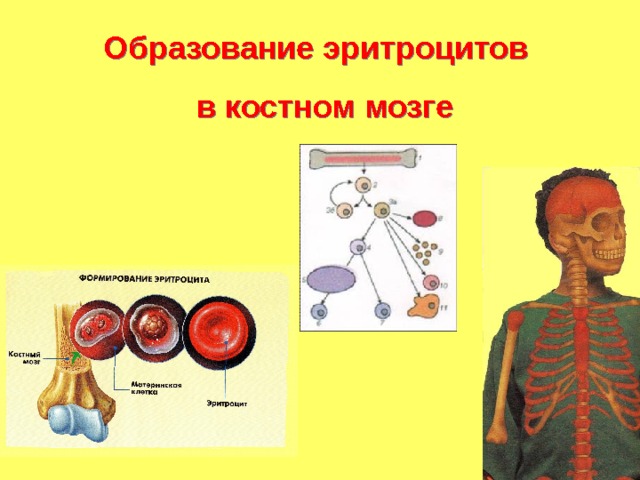 Образование эритроцитов в костном мозге 