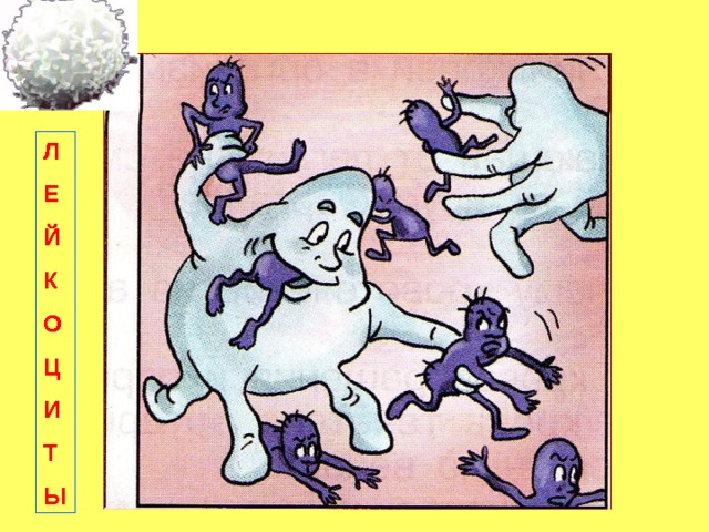 Л Е Й К О Ц И Т Ы 