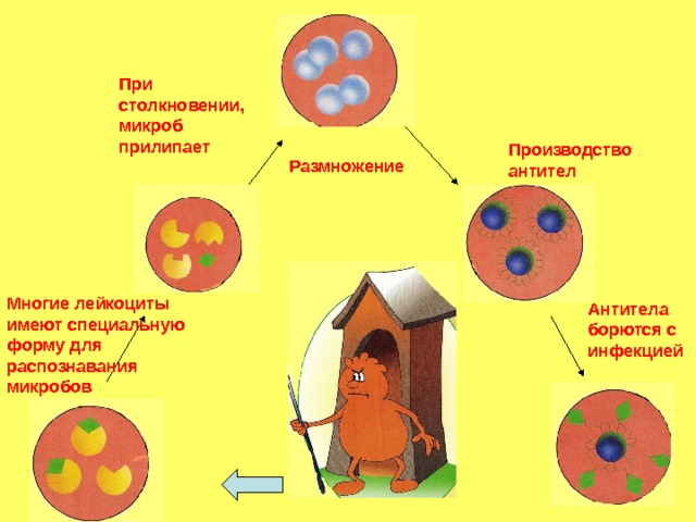 При столкновении, микроб прилипает Производство антител Размножение Многие лейкоциты имеют специальную форму для распознавания микробов Антитела борются с инфекцией 