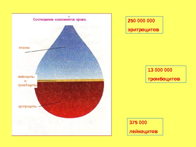 250 000 000 эритроцитов 13 000 000 тромбоцитов 375 000 лейкоцитов 