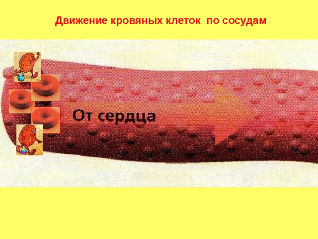 Движение кровяных клеток по сосудам 
