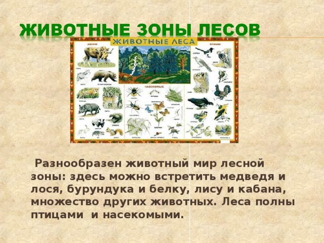 Разнообразен животный мир лесной зоны: здесь можно встретить медведя и лося, бурундука и белку, лису и кабана, множество других животных. Леса полны птицами и насекомыми.