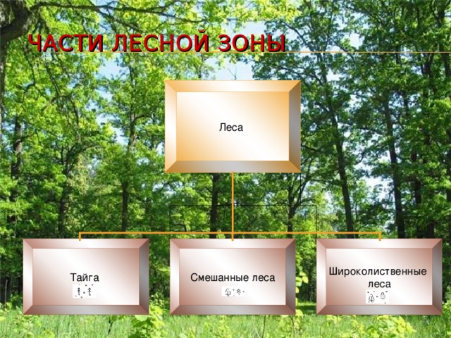 ЧАСТИ ЛЕСНОЙ ЗОНЫ Леса Тайга Смешанные леса Широколиственные леса