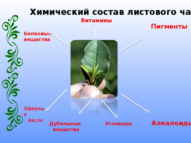 Эфирные масла Химический состав листового чая. Витамины Пигменты Белковые вещества Алкалоиды Углеводы  Дубильные вещества 