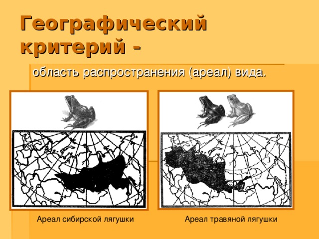 Географический критерий -  область распространения (ареал) вида. Ареал сибирской лягушки Ареал травяной лягушки 