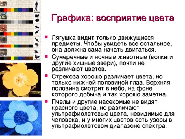 Графика : восприятие цвета Лягушка видит только движущиеся предметы. Чтобы увидеть все остальное, она должна  сама начать двигаться. Сумеречные и ночные животные (волки и другие хищные звери), почти не различают цветов. Стрекоза хорошо различает цвета, но только нижней половиной глаз. Верхняя половина смотрит в небо, на фоне которого добыча и так хорошо заметна. Пчелы и другие насекомые не видят красного цвета, но различают ультрафиолетовые цвета, невидимые для человека, и у многих цветов есть узоры в ультрафиолетовом диапазоне спектра. 