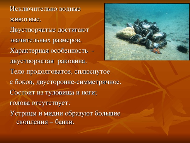 Исключительно водные животные. Двустворчатые достигают значительных размеров. Характерная особенность - двустворчатая раковина. Тело продолговатое, сплюснутое с боков, двусторонне-симметричное. Состоит из туловища и ноги; голова отсутствует. Устрицы и мидии образуют большие скопления – банки.