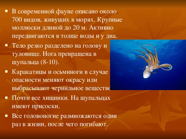 В современной фауне описано около 700 видов, живущих в морях. Крупные моллюски длиной до 20 м. Активно передвигаются в толще воды и у дна. Тело резко разделено на голову и туловище. Нога превращена в щупальца (8-10). Каракатицы и осьминоги в случае опасности меняют окрасу или выбрасывают чернильное вещество. Почти все хищники. На щупальцах имеют присоски. Все головоногие размножаются один раз в жизни, после чего погибают.