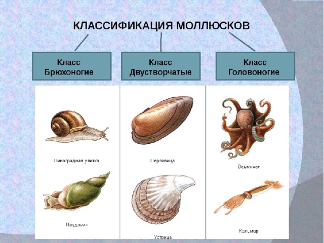 У каких головоногих моллюсков раковины нет выберите