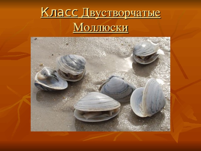 Класс Двустворчатые Моллюски