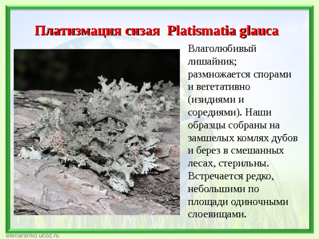 Платизмация сизая Platismatia glauca Влаголюбивый лишайник; размножается спорами и вегетативно (изидиями и соредиями). Наши образцы собраны на замшелых комлях дубов и берез в смешанных лесах, стерильны. Встречается редко, небольшими по площади одиночными слоевищами. 