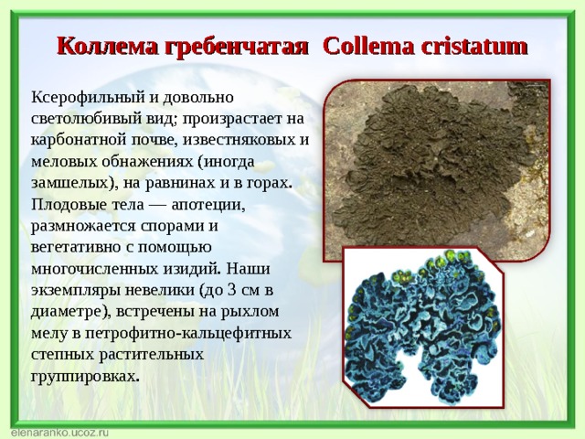 Коллема гребенчатая Collema cristatum Ксерофильный и довольно светолюбивый вид; произрастает на карбонатной почве, известняковых и меловых обнажениях (иногда замшелых), на равнинах и в горах. Плодовые тела — апотеции, размножается спорами и вегетативно с помощью многочисленных изидий. Наши экземпляры невелики (до 3 см в диаметре), встречены на рыхлом мелу в петрофитно-кальцефитных степных растительных группировках. 