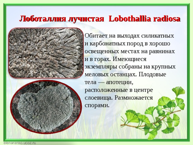 Лоботаллия лучистая Lobothallia radiosa Обитает на выходах силикатных и карбонатных пород в хорошо освещенных местах на равнинах и в горах. Имеющиеся экземпляры собраны на крупных меловых останцах. Плодовые тела — апотеции, расположенные в центре слоевища. Размножается спорами. 