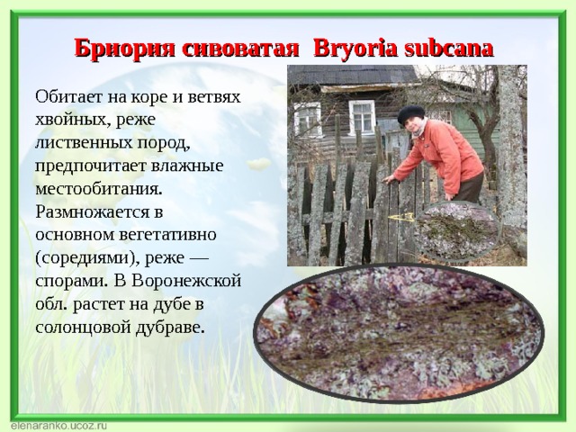 Бриория сивоватая Bryoria subcana Обитает на коре и ветвях хвойных, реже лиственных пород, предпочитает влажные местообитания. Размножается в основном вегетативно (соредиями), реже — спорами. В Воронежской обл. растет на дубе в солонцовой дубраве. 