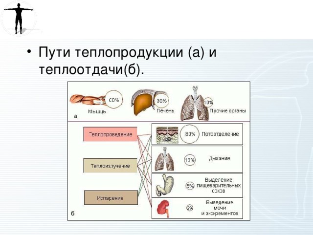 Кожа орган терморегуляции презентация 8 класс