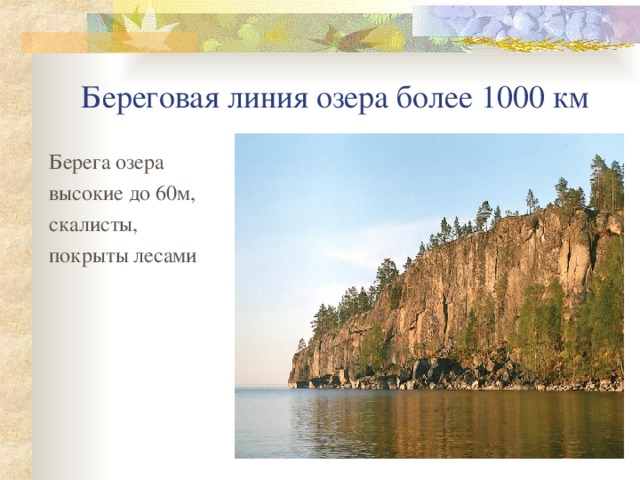 Береговая линия озера более 1000 км Берега озера высокие до 60м, скалисты, покрыты лесами 