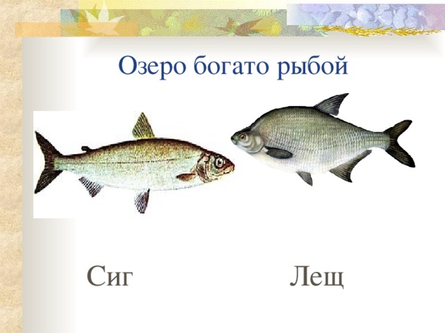  Озеро богато рыбой  Сиг Лещ 