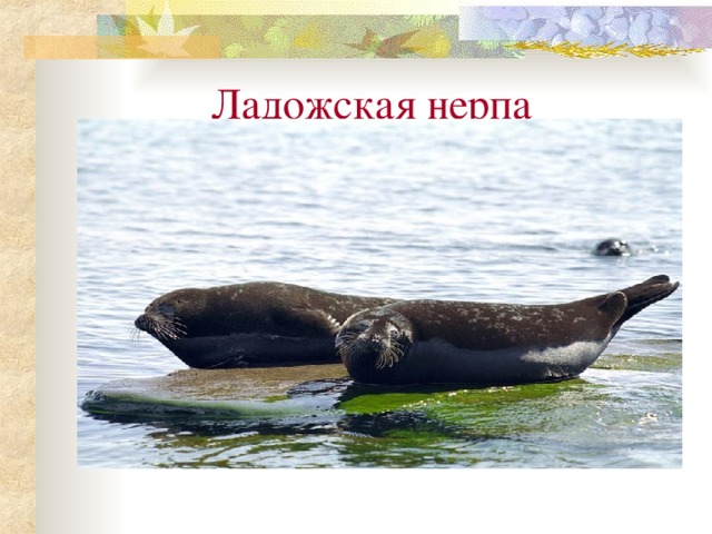  Ладожская нерпа 