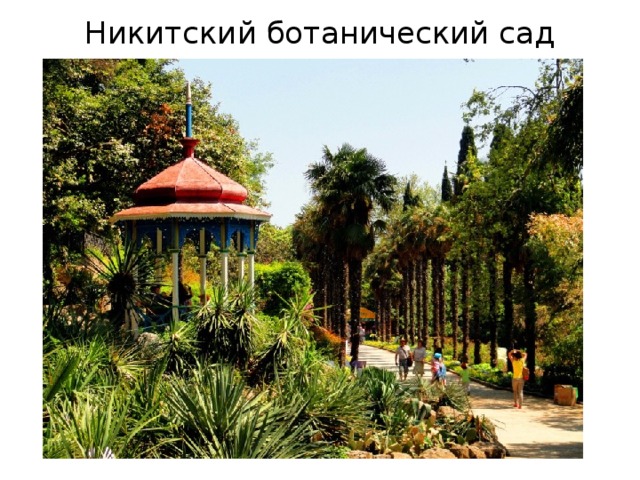 Никитский ботанический сад