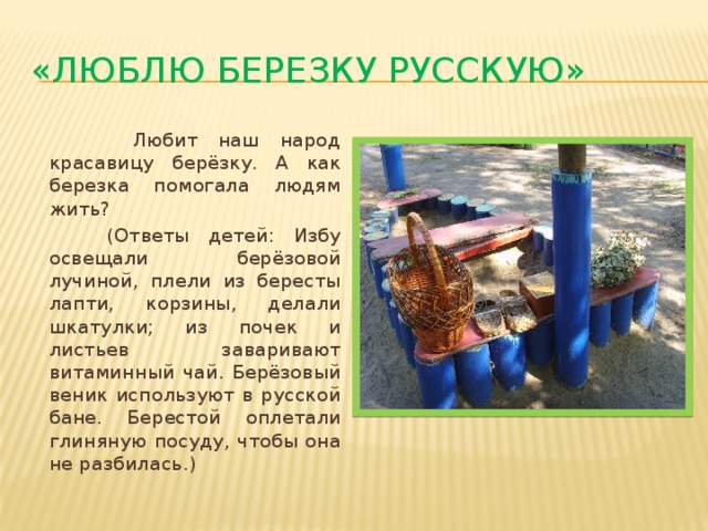 «Люблю березку русскую»  Любит наш народ красавицу берёзку. А как березка помогала людям жить?  (Ответы детей: Избу освещали берёзовой лучиной, плели из бересты лапти, корзины, делали шкатулки; из почек и листьев заваривают витаминный чай. Берёзовый веник используют в русской бане. Берестой оплетали глиняную посуду, чтобы она не разбилась.) 