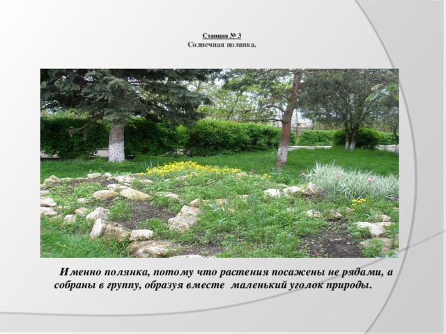   Станция № 3  Солнечная полянка.     Именно полянка, потому что растения посажены не рядами, а собраны в группу, образуя вместе маленький уголок природы. 