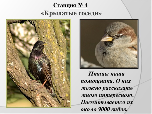 Станция № 4  «Крылатые соседи»   Птицы наши помощники. О них можно рассказать много интересного. Насчитывается их около 9000 видов. 