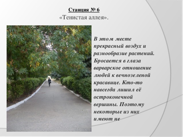 Станция № 6  «Тенистая аллея».   В этом месте прекрасный воздух и разнообразие растений. Бросается в глаза варварское отношение людей к вечнозеленой красавице. Кто-то навсегда лишил её остроконечной вершины. Поэтому некоторые из них имеют не 