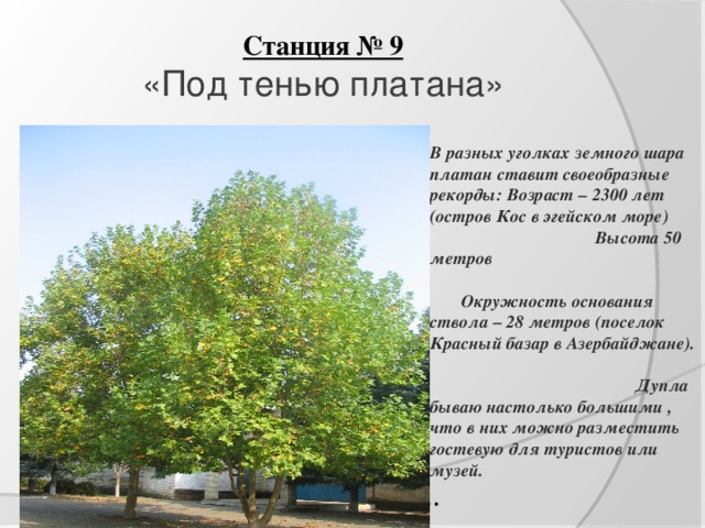 Станция № 9  «Под тенью платана»   В разных уголках земного шара платан ставит своеобразные рекорды: Возраст – 2300 лет (остров Кос в эгейском море) Высота 50 метров Окружность основания ствола – 28 метров (поселок Красный базар в Азербайджане). Дупла бываю настолько большими , что в них можно разместить гостевую для туристов или музей. Существует около 10 видов платана…  