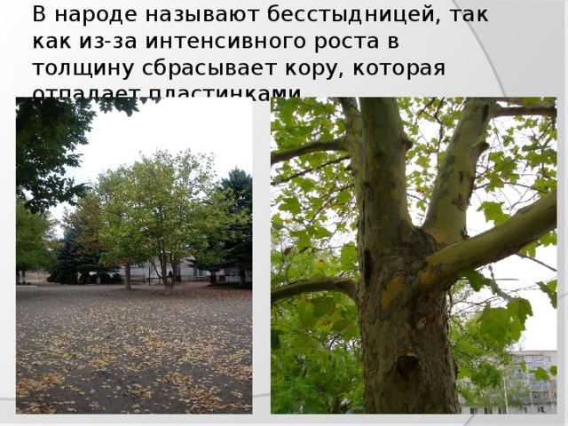 В народе называют бесстыдницей, так как из-за интенсивного роста в толщину сбрасывает кору, которая отпадает пластинками. 