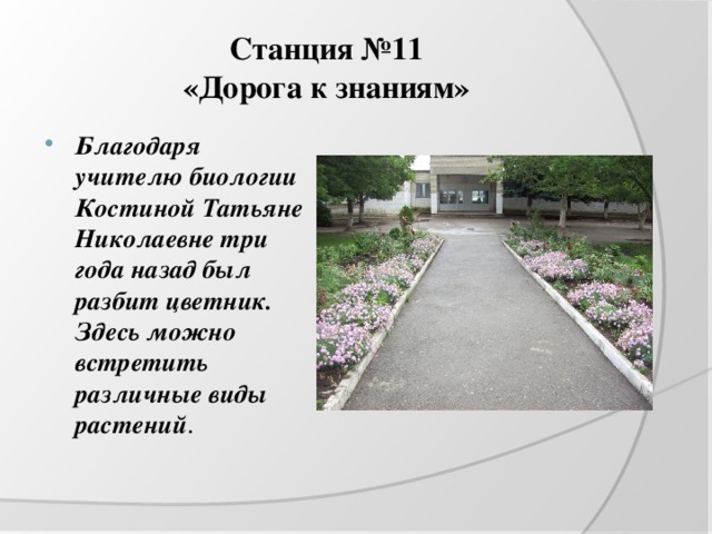 Станция №11  «Дорога к знаниям» Благодаря учителю биологии Костиной Татьяне Николаевне три года назад был разбит цветник. Здесь можно встретить различные виды растений . 