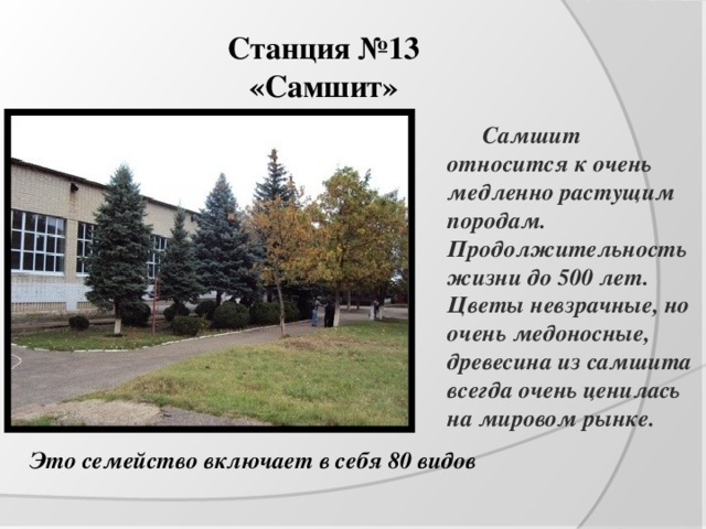 Станция №13  «Самшит»   Самшит относится к очень медленно растущим породам. Продолжительность жизни до 500 лет. Цветы невзрачные, но очень медоносные, древесина из самшита всегда очень ценилась на мировом рынке. Это семейство включает в себя 80 видов 